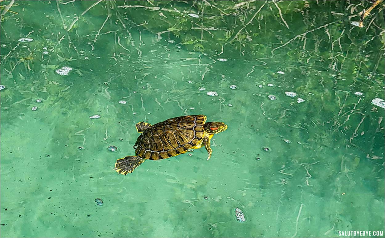 Les tortues du lac de Kournas