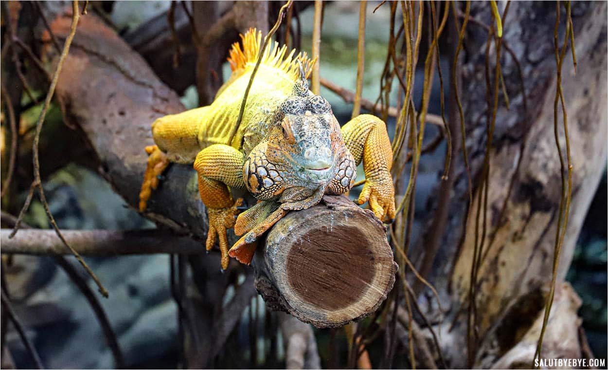 Un iguane au zoo de Paris