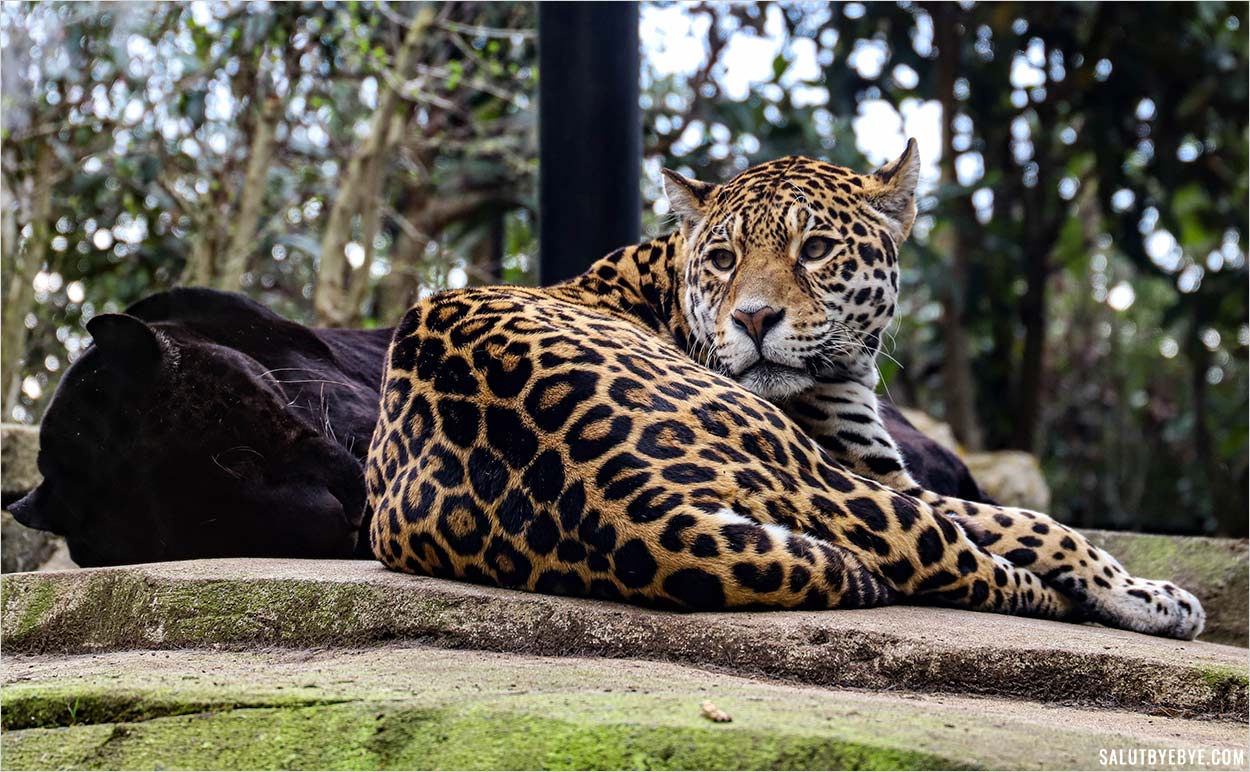 Panthère et jaguar au zoo de Vincennes