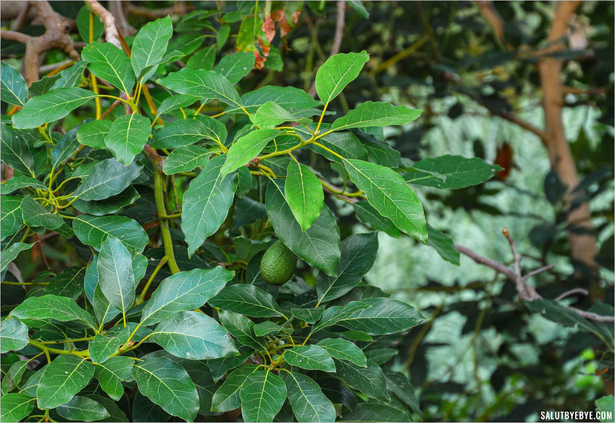 Avocatier à La Gomera