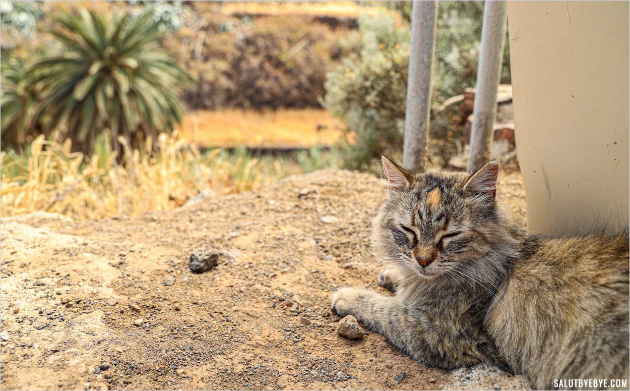 Un chat près de la Playa de la Caleta