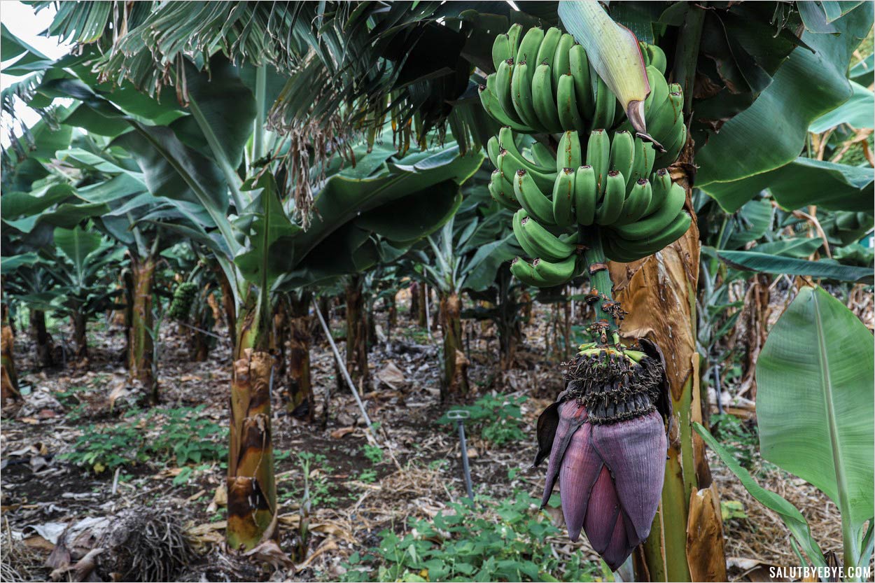 Dans une plantation de bananes à Hermigua