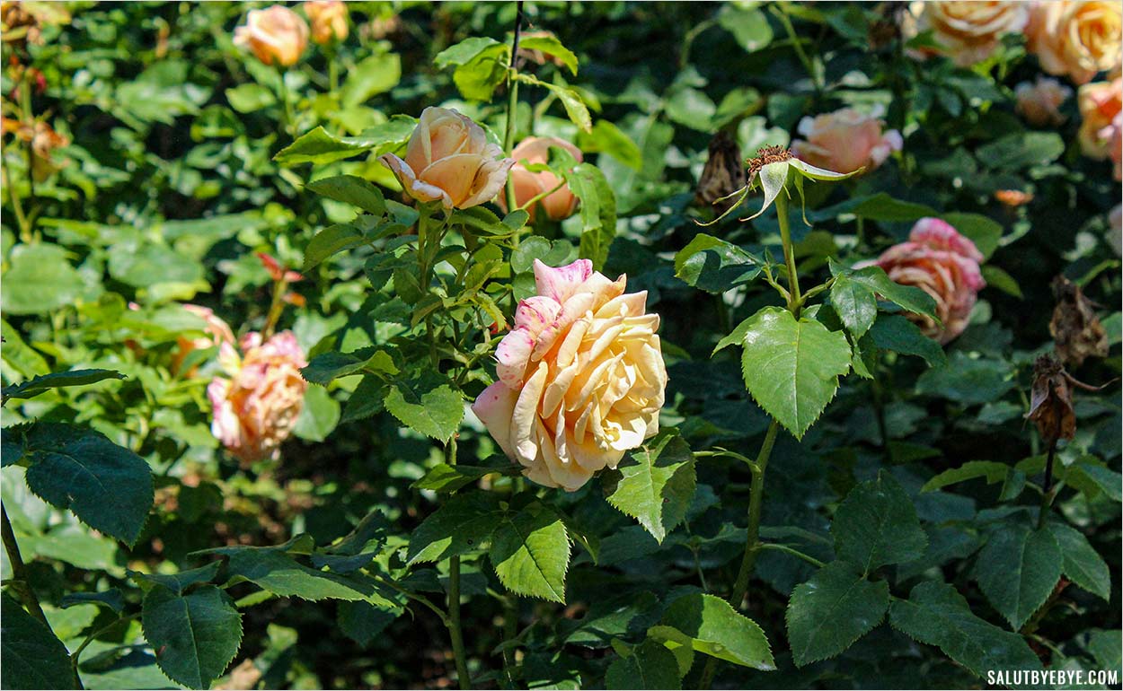 Rosiers au Parc Monceau à Paris