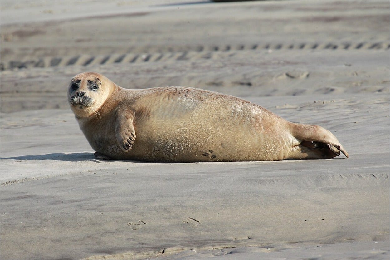 Les phoques de Berck dans la baie d'Authie