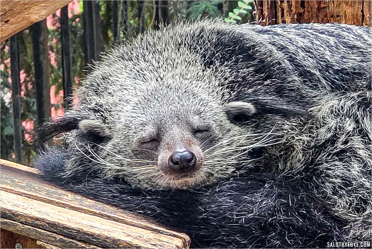Le binturong, ou "chat-ours"