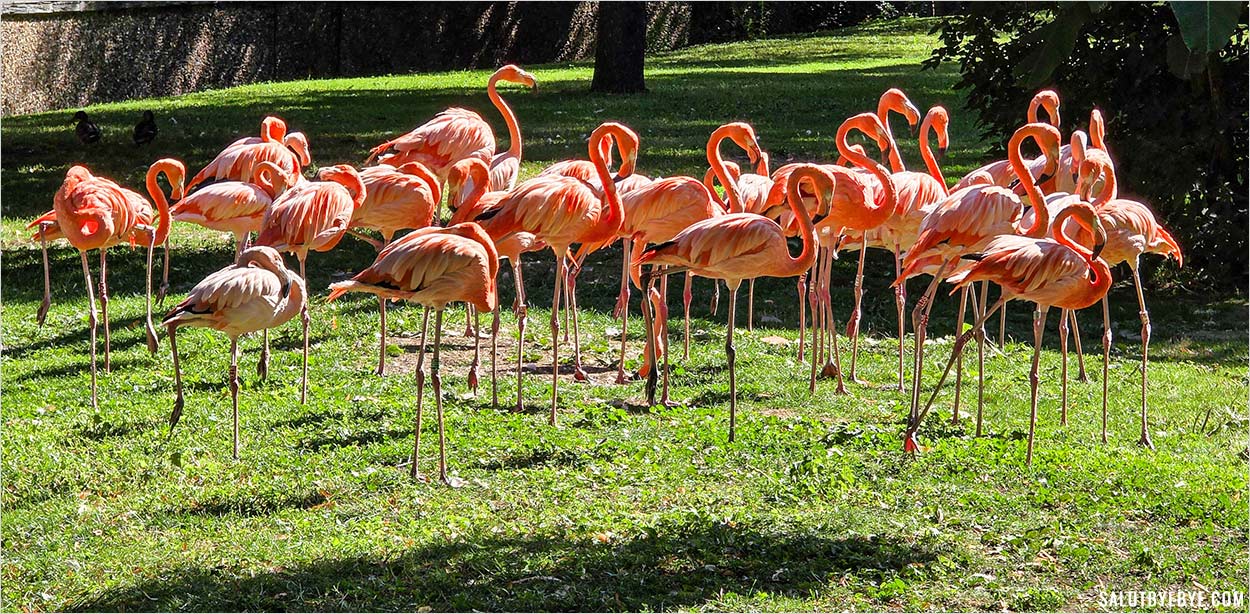Flamants roses à la Ménagerie du Jardin des Plantes à Paris