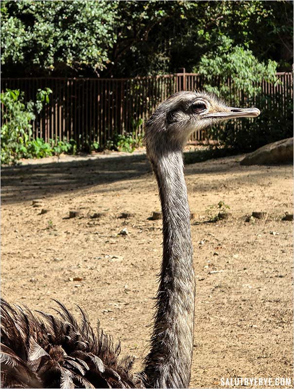 Un nandou à la Ménagerie du Jardin des Plantes
