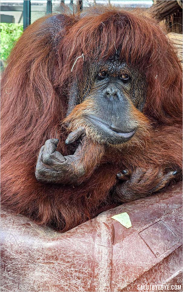 Nénette, orang-outan