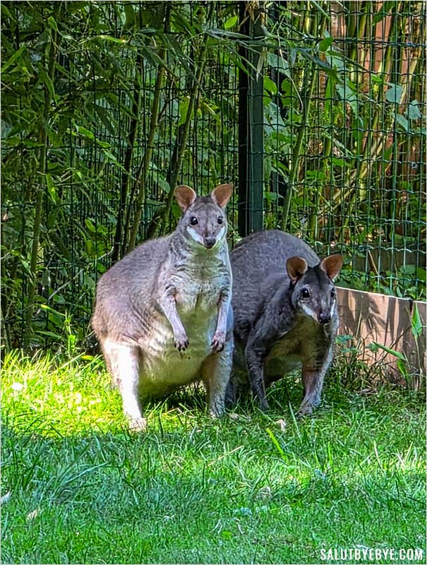 Le pademelon, un tout petit marsupial herbivore