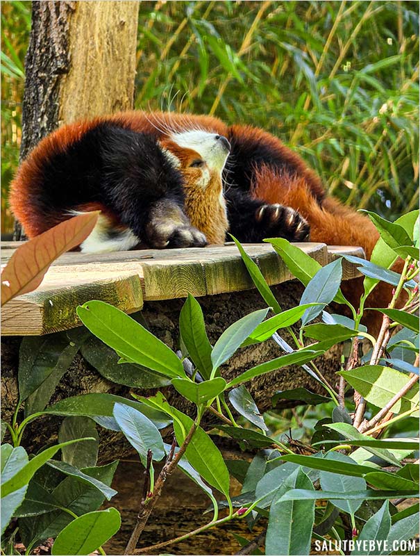 Panda roux en pleine sieste