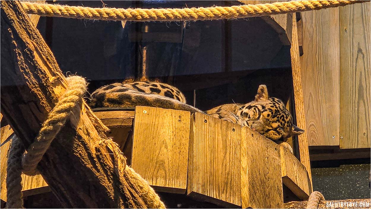 Une panthère à la Ménagerie de Paris