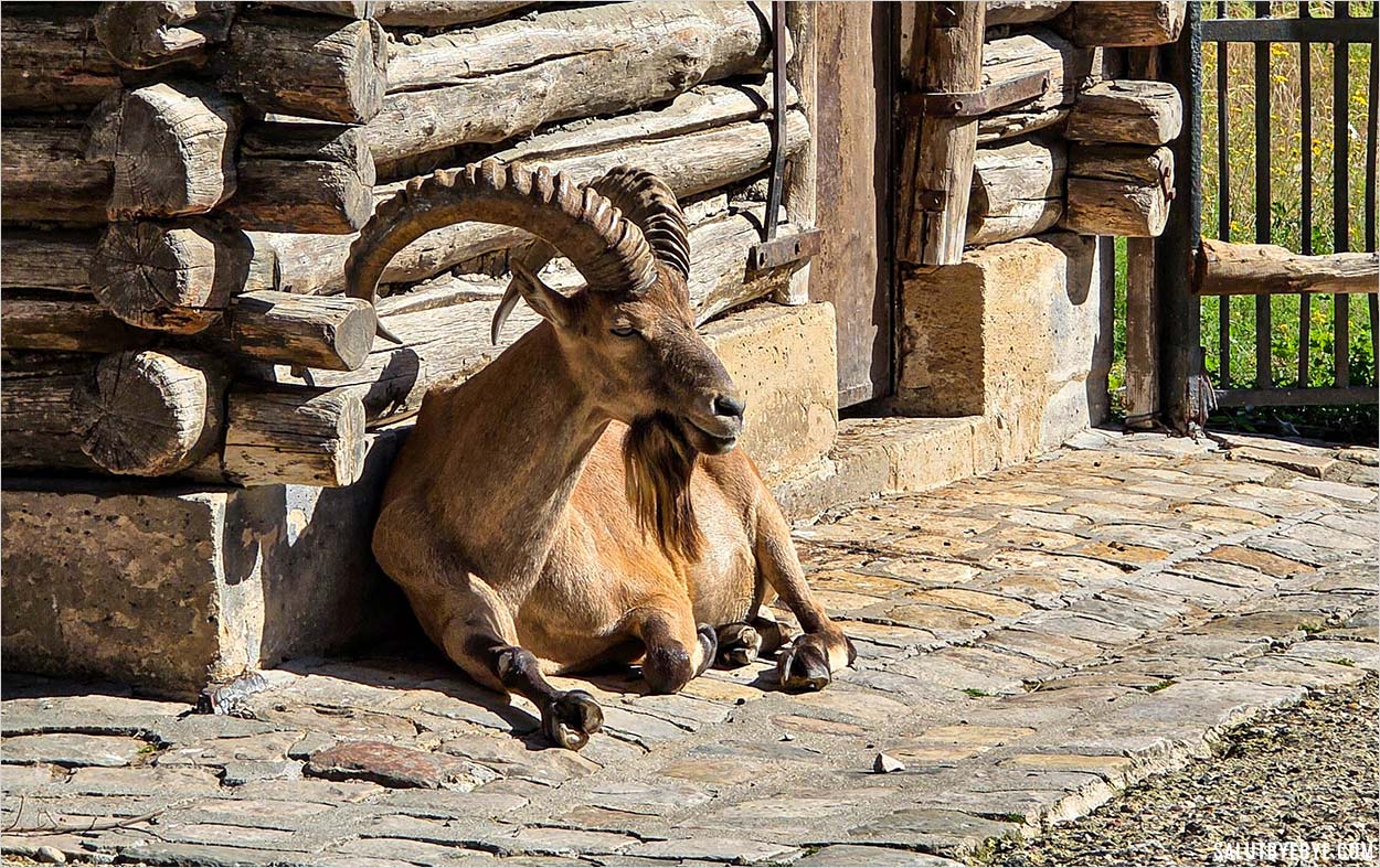 Tur du Caucase Occidental